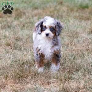 Murphy (tiny), Mini Bernedoodle Puppy